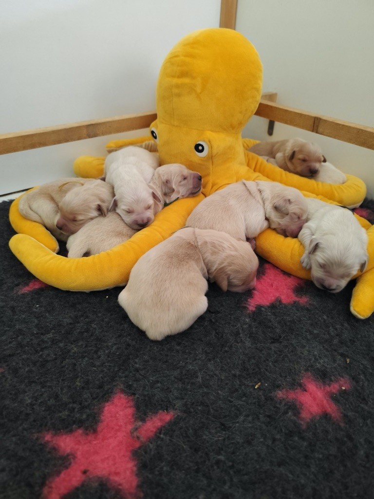 Naissance des petits de ROSALIE !