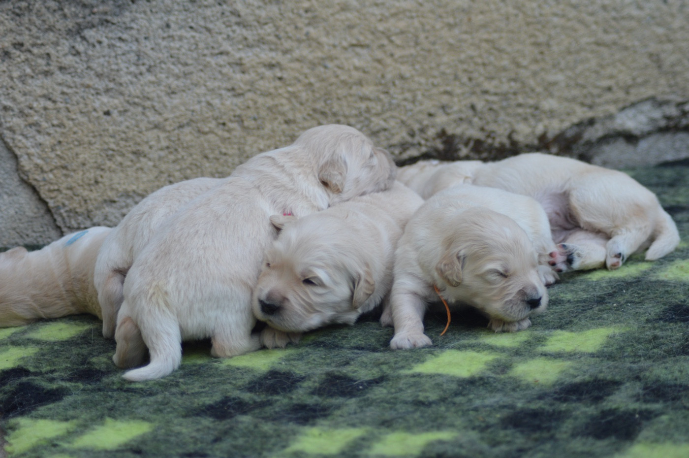 Naissance des petits de Talora et Skywalker