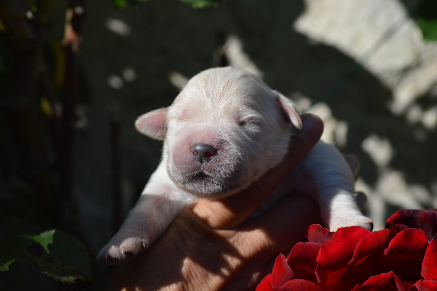 Chiot Golden Retriever Des Lukiémilove