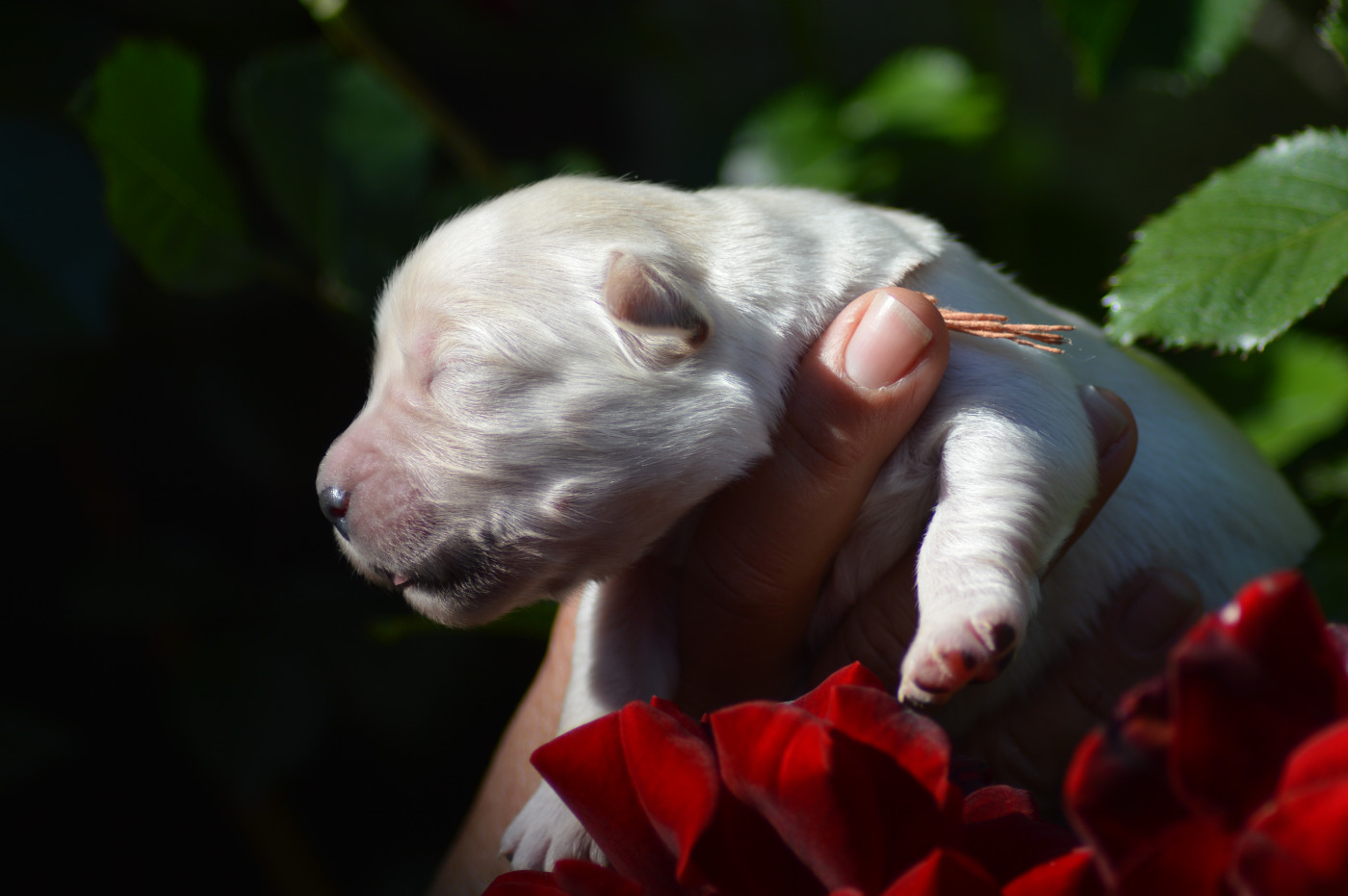 Des Lukiémilove - Chiots disponibles - Golden Retriever