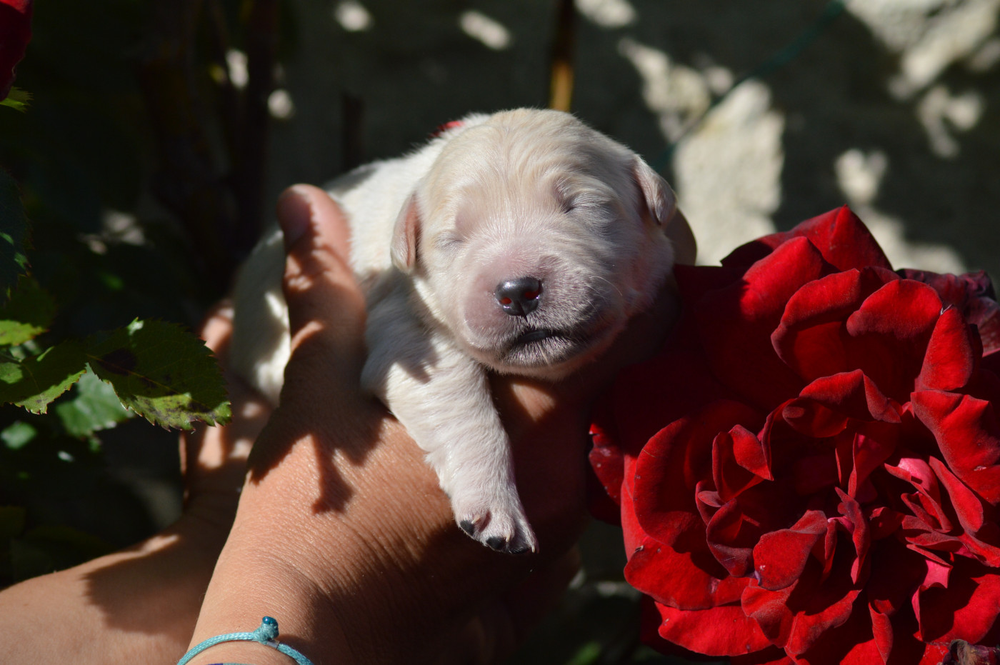 Des Lukiémilove - Chiots disponibles - Golden Retriever