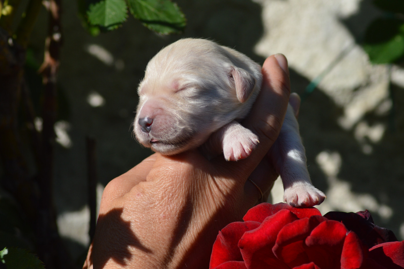 Des Lukiémilove - Chiots disponibles - Golden Retriever