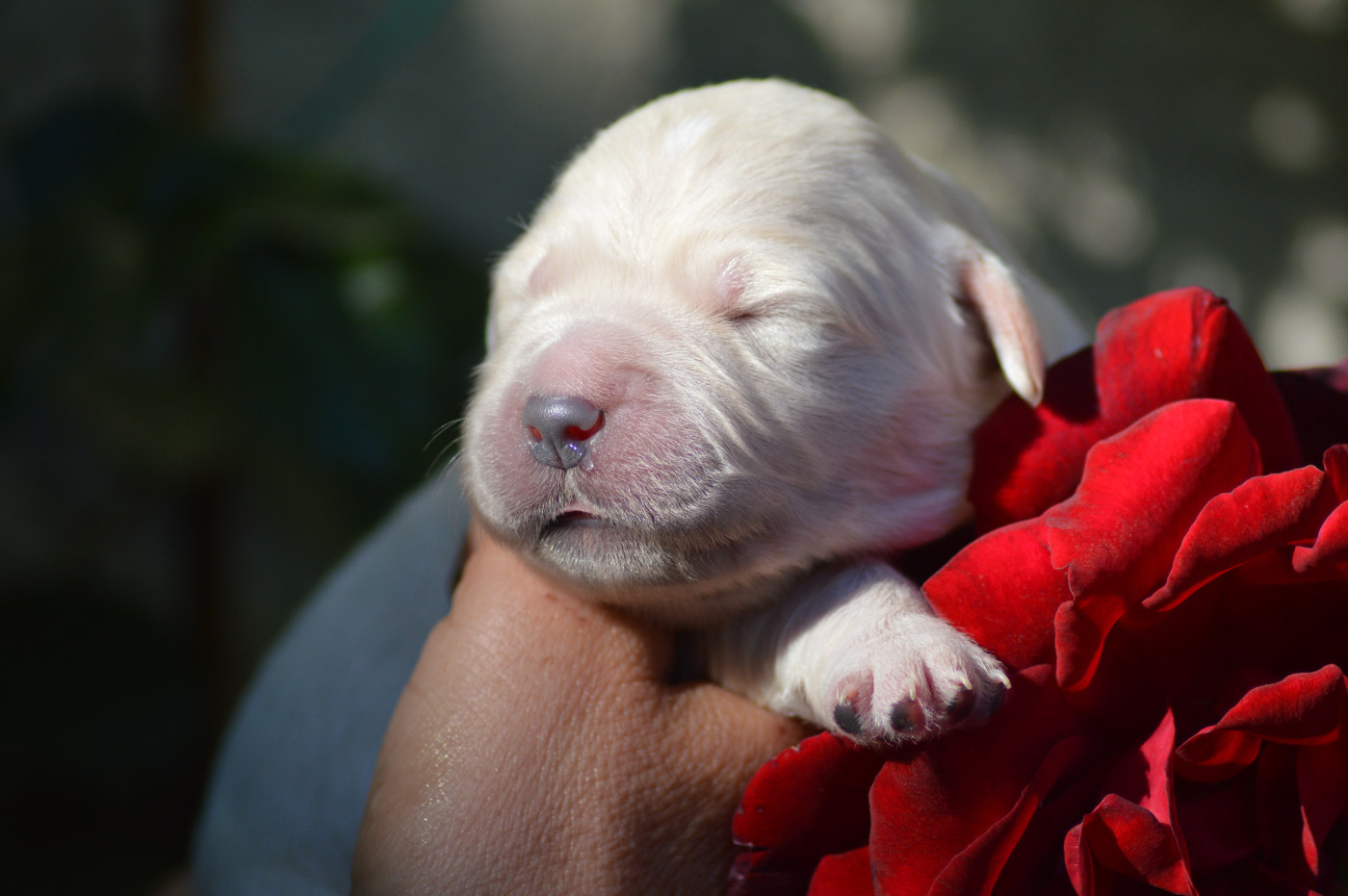 Des Lukiémilove - Chiots disponibles - Golden Retriever