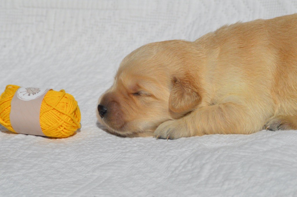 Des Lukiémilove - Chiots disponibles - Golden Retriever