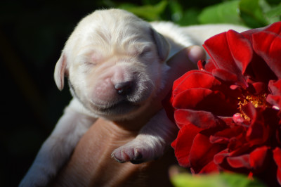 Miss Blanche