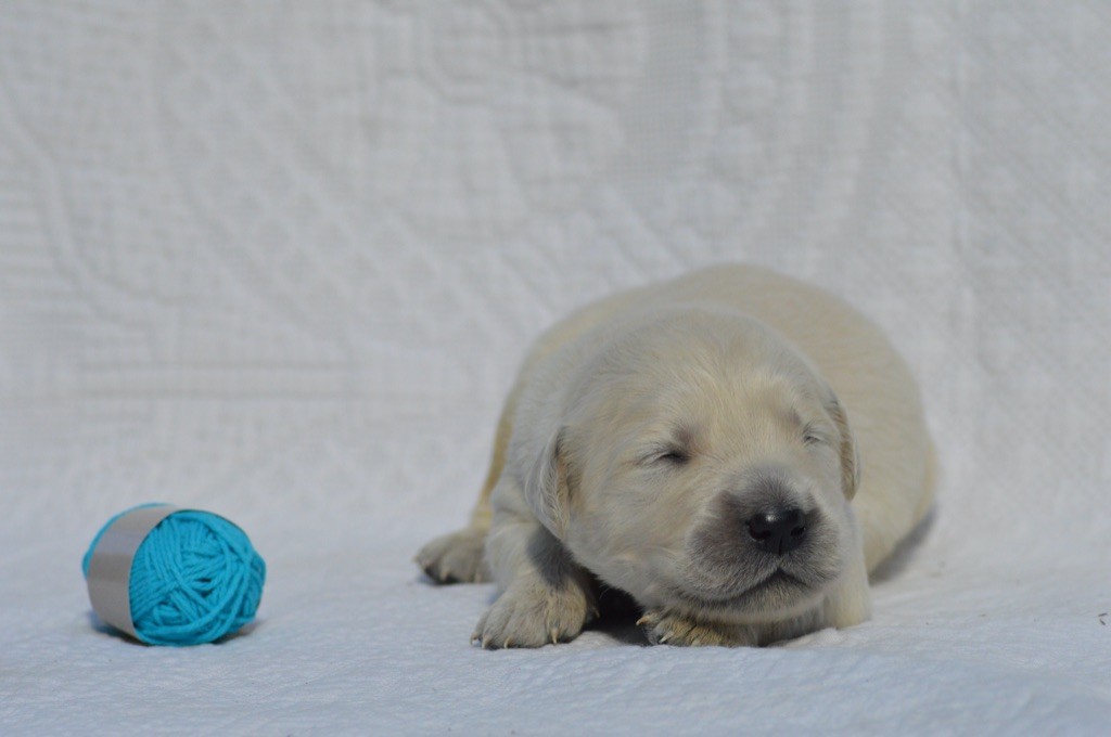 Des Lukiémilove - Chiots disponibles - Golden Retriever